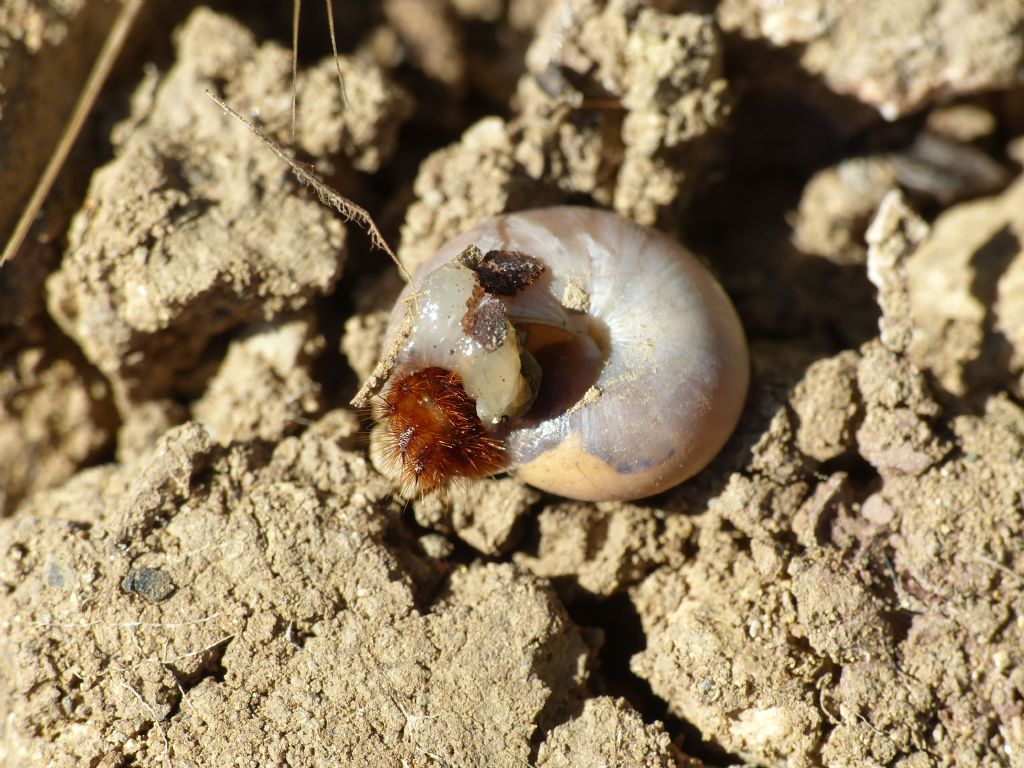 Larva di Drylus flavescens a tavola